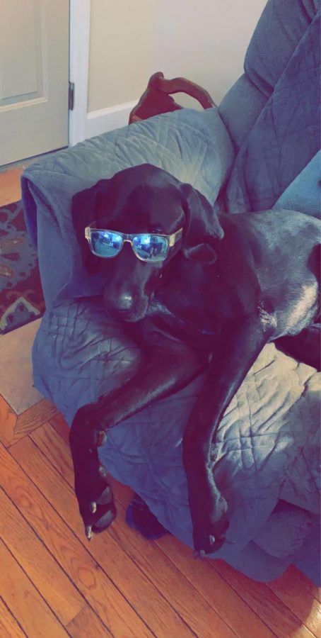 Tidelines Staffer, freshman Alex Maley spent some time with his dog, Toby, by taking pictures of him with a pair of cool glasses.