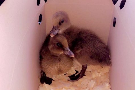 Waddling through the quarantine
